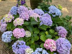 -人民公园(罗湖区)