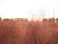 -映月湖中央公园
