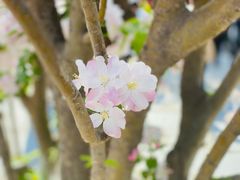 -海棠花溪(元大都城垣遗址公园)