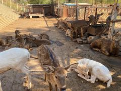 -北京鹿世界主题园