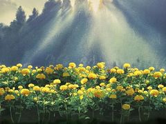 -三鹰之森吉卜力美术馆