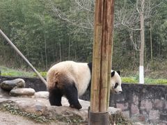 -都江堰中华大熊猫苑