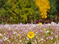-奥林匹克森林公园北园-停车场