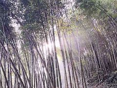 -西湖风景区十里琅珰-五云山