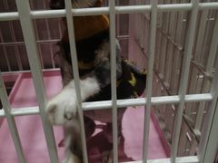 -藏猫猫咖啡主题馆(中央大道店)