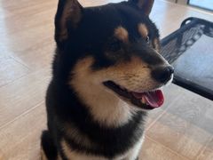 -南京Hallo宠物乐园·哈罗犬舍·柴犬繁育基地