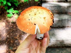 -吉林拉法山