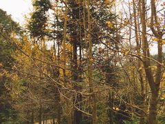 -凤栖山