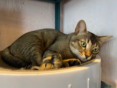 -喵屿·大理花园猫咖