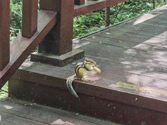 -汤旺河林海奇石景区