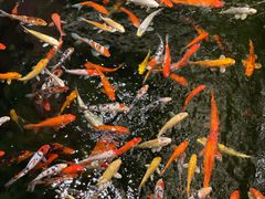 -龙悦湾酒家·八阵鱼生·渔人码头店