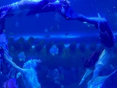 -西安曲江海洋极地公园