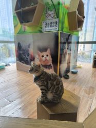 -未来动物城主题公园(正弘城店)