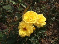 -人民公园(罗湖区)