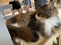 -豆逗聊愈猫阁Easy Life