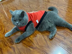 -糯米喵星人总部直营旗舰店·猫舍·幼猫出售