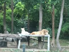 -清迈夜间动物园