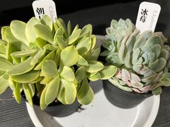 -怡花宜木鲜花店(朝阳路店)