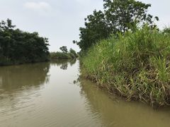 -大湾区中央湿地公园