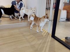 -南京Hallo宠物乐园·哈罗犬舍·柴犬繁育基地