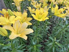 -石家庄市植物园