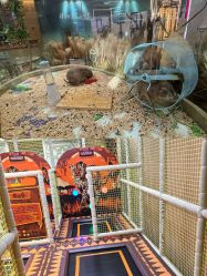 点击看大图 -卡通尼·Safari非洲探索乐园·生日会(金桥国际商业广场店)