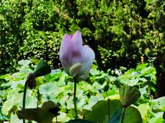 -莲花池公园