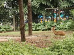 -广州动物园
