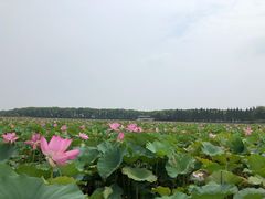 -洪湖生态旅游区