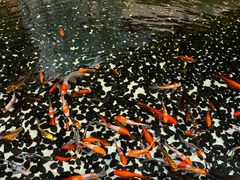 -太湖饭店玉兰厅(自助餐厅)