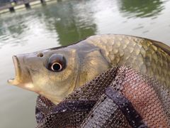 -酷鱼垂钓CLUB(朝阳区博大路店 )