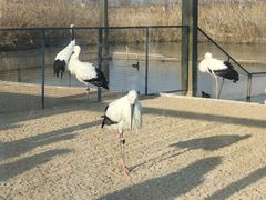 -盐城丹顶鹤湿地生态旅游区