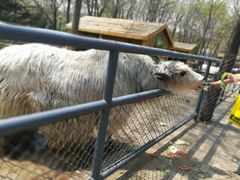 -长白岛森林公园