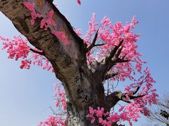 -天适樱花悠乐园