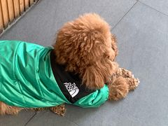 -Tim炒酸奶