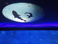 -上海海昌海洋公园