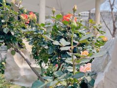 -人民公园(罗湖区)