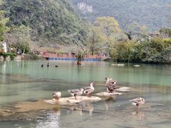-靖西鹅泉风景区