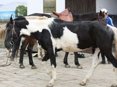 android_upload_pic-松声马术俱乐部