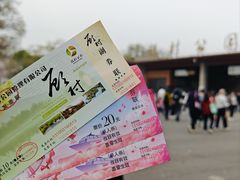 -顾村公园