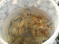 -DGE季风钓虾营地·团建·聚会