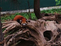 -大连森林动物园