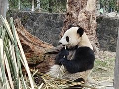 -都江堰中华大熊猫苑