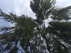 -森林公园(尖草坪区)