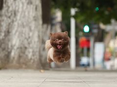 -超宠爱宠物摄影-Super pet