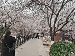 -桃花堤公园
