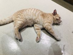 -藏猫猫咖啡主题馆(中央大道店)