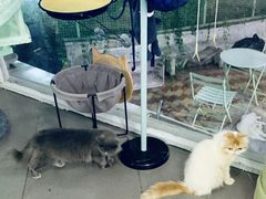 -有猫主题·治愈系猫咖(曾厝垵店)