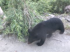 -黑瞎子岛探秘野熊园