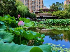 -陈家山荷花公园